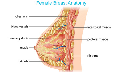 Female Breast Anatomy: understanding breast cancer - The most common invasive cancer among women worldwide