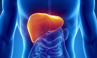 Liver: A vital organ that processes nutrients, filters the blood and fights infections, Hepatitis C, Ashray Mylan 